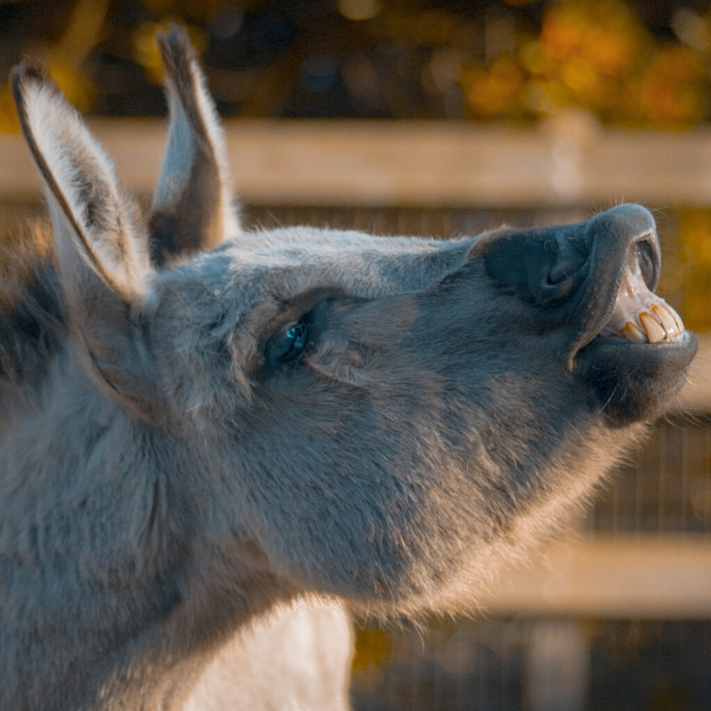 Photo of a donkey braying