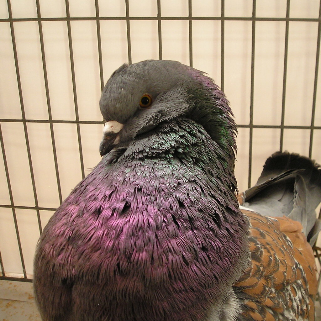 Photo of a pigeon's breast