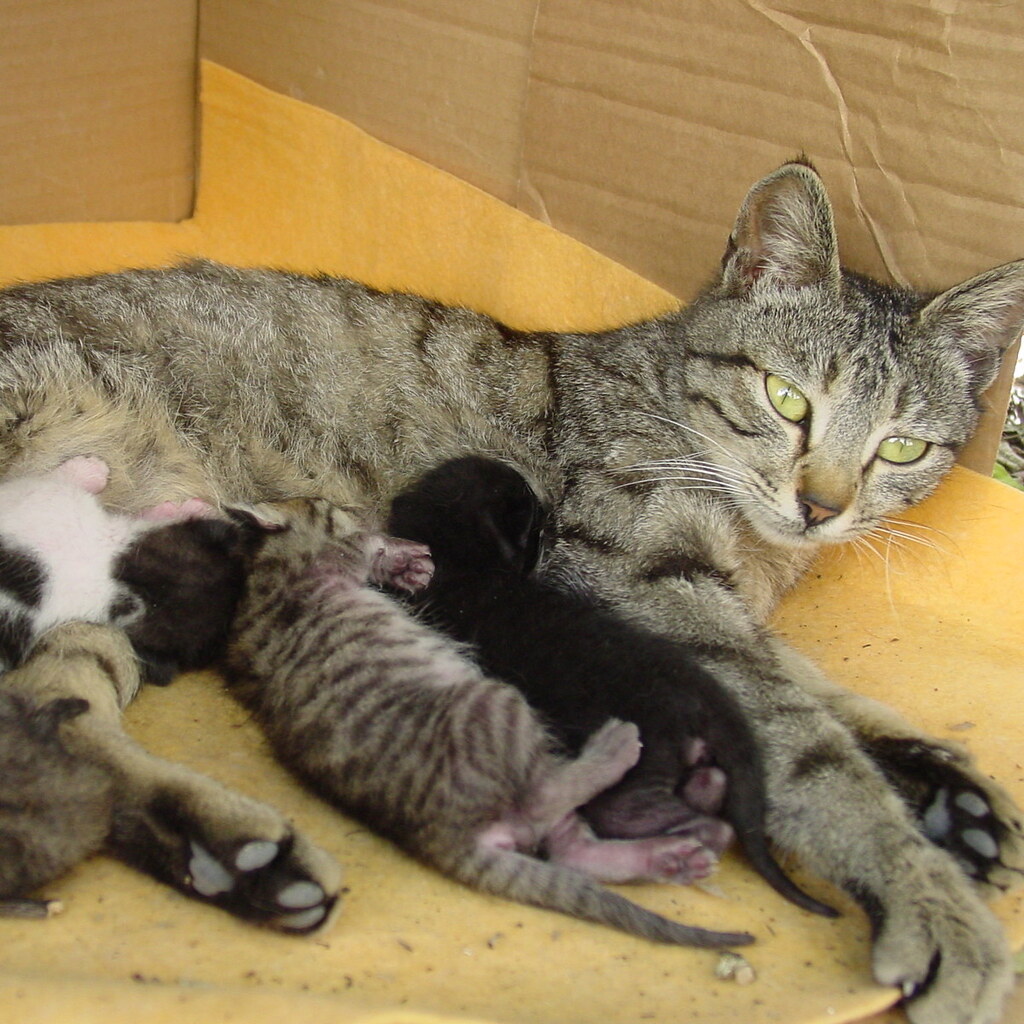 Photo of a cat with kittens