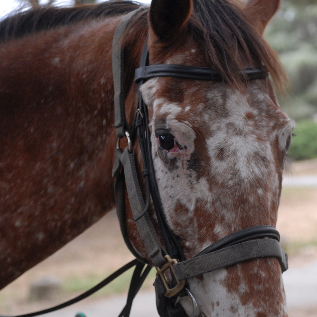 Photo of a horse wearing a bridle