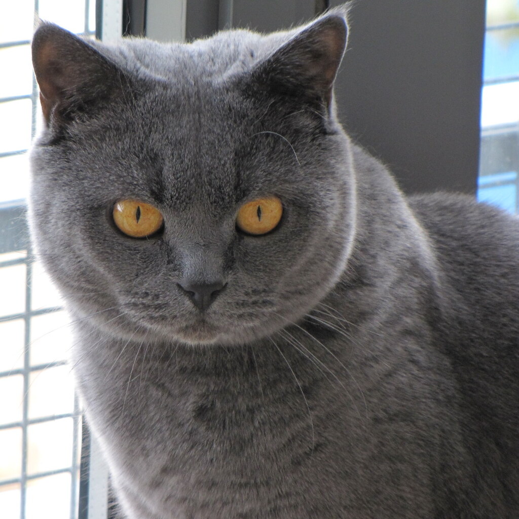 Photo of a british shorthair