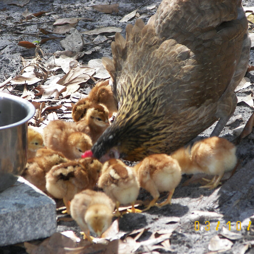 Photo of a broody hen