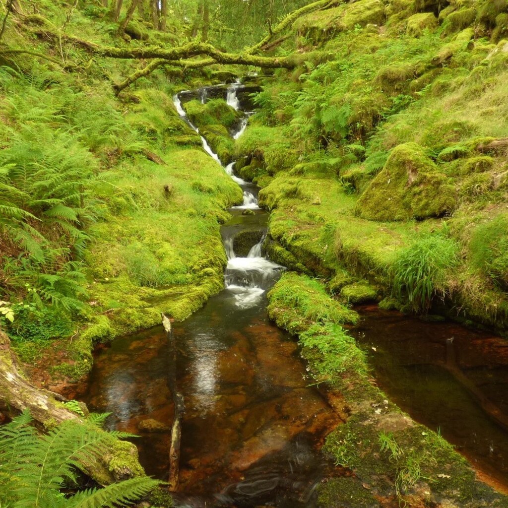 Photo of a brook