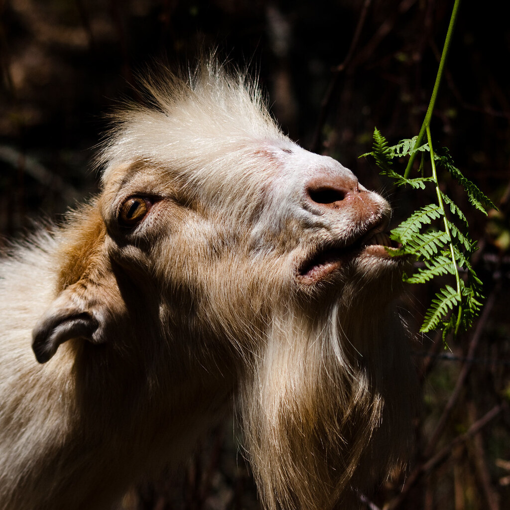 Photo of a goat browsing