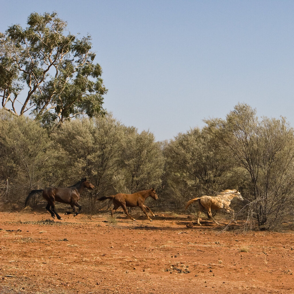 Photo of brumbies