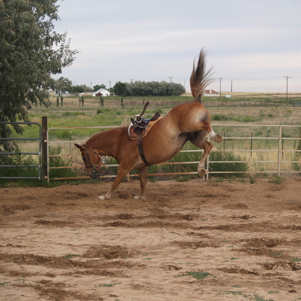 Photo of a horse bucking