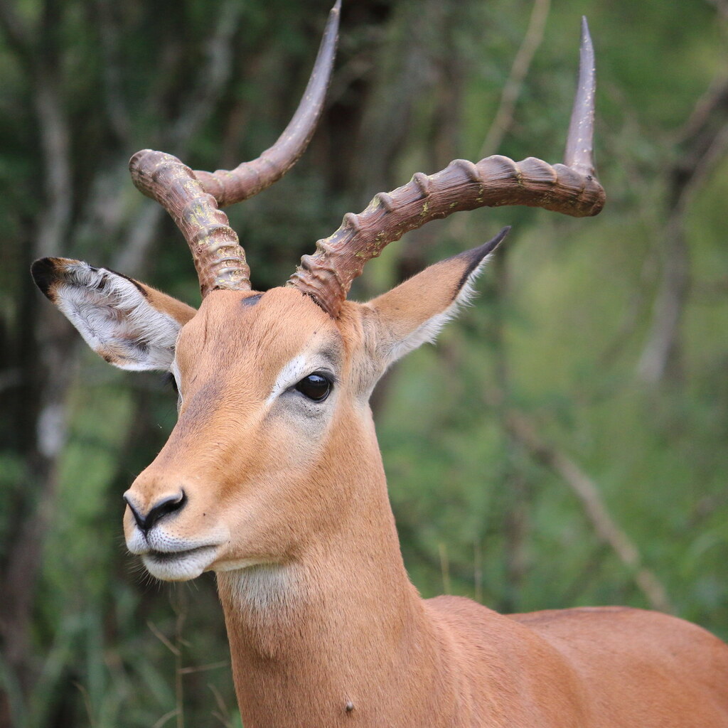 Photo of a buck impala