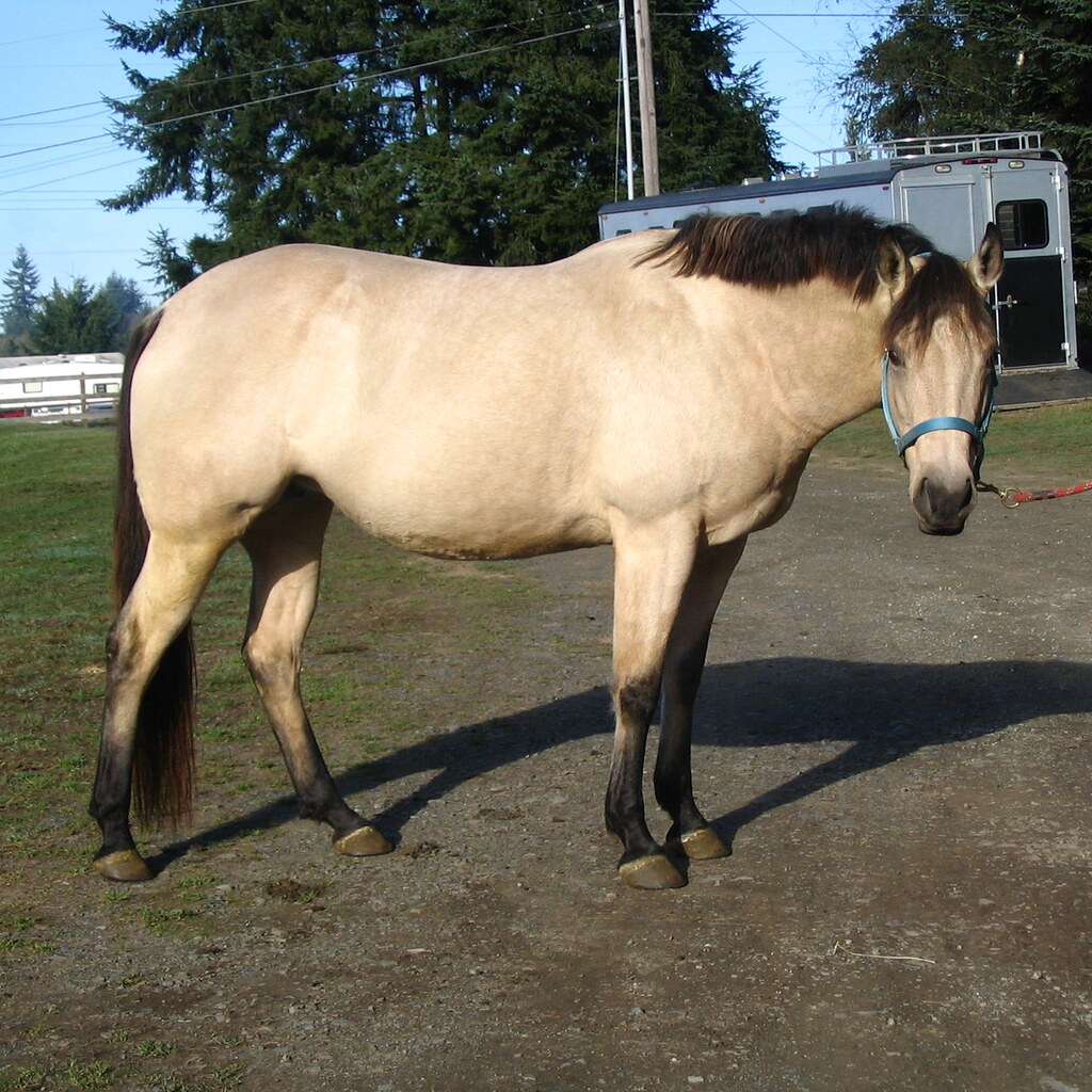Photo of a buckskin horse