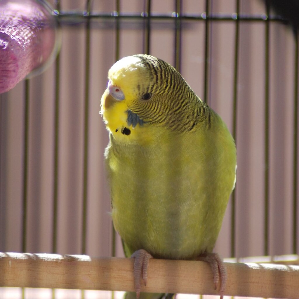 Photo of a budgerigar