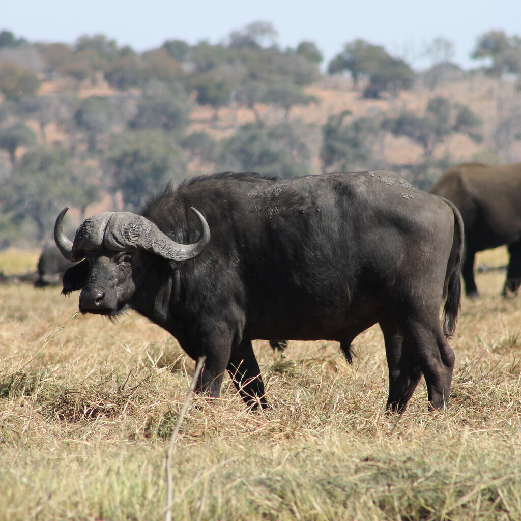 Photo of an African buffalo