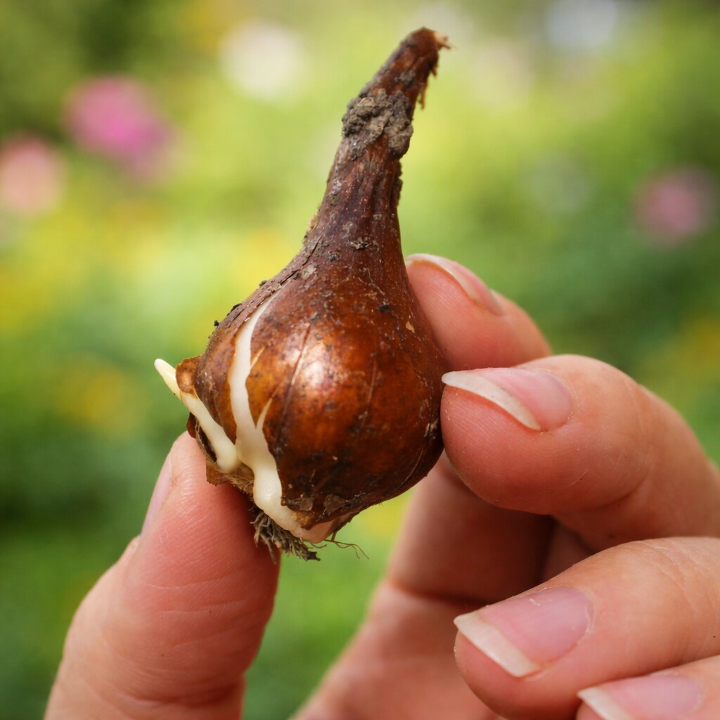 Photo of a tulip bulb
