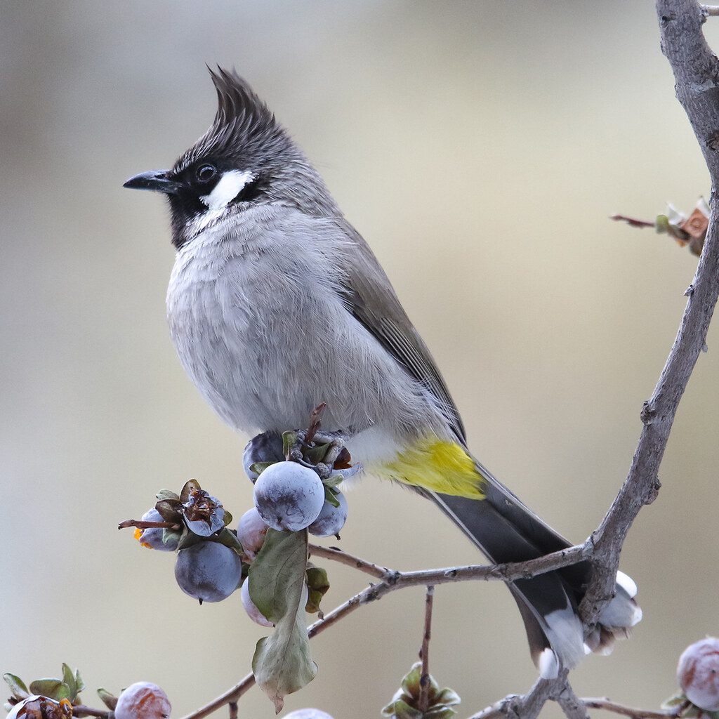 Photo of a bulbul