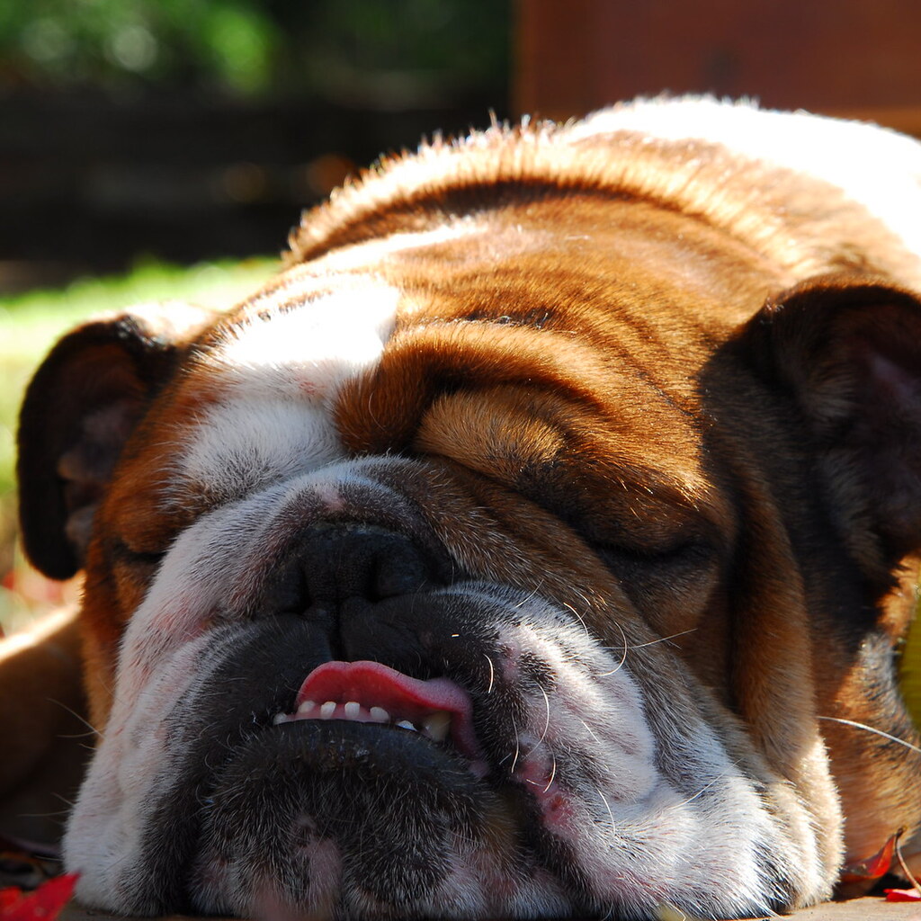 Photo of a bulldog.