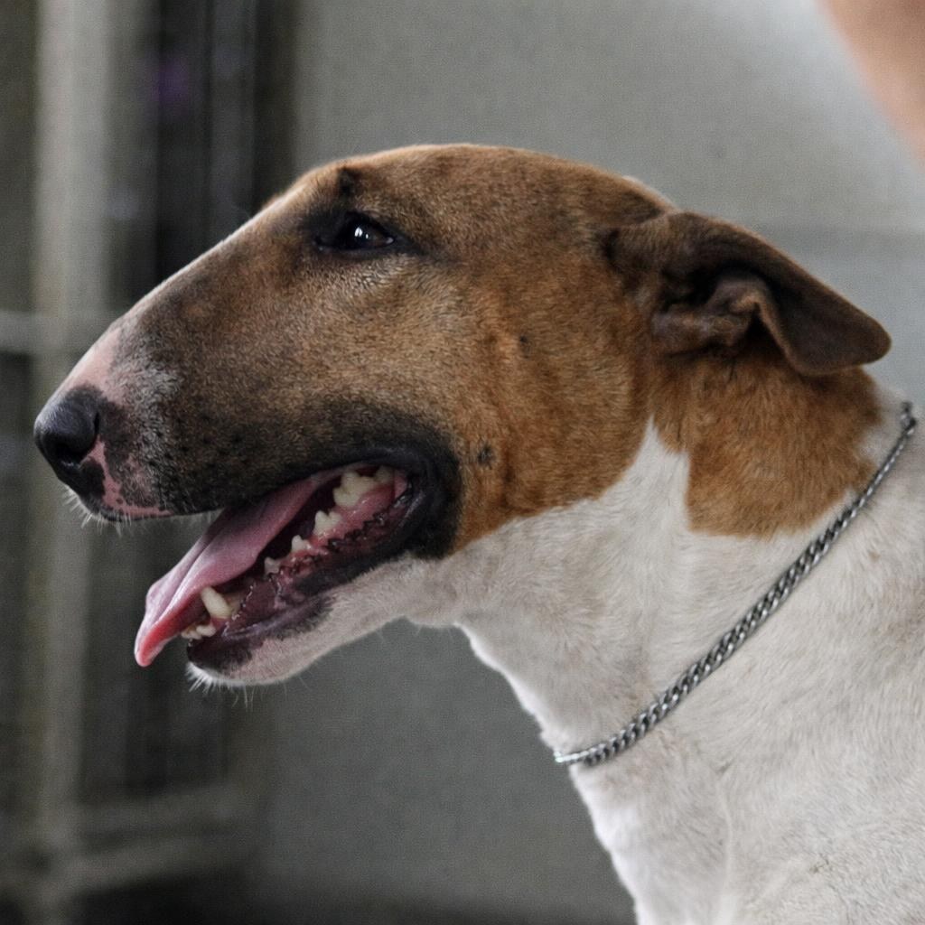 Photo of a bull terrier
