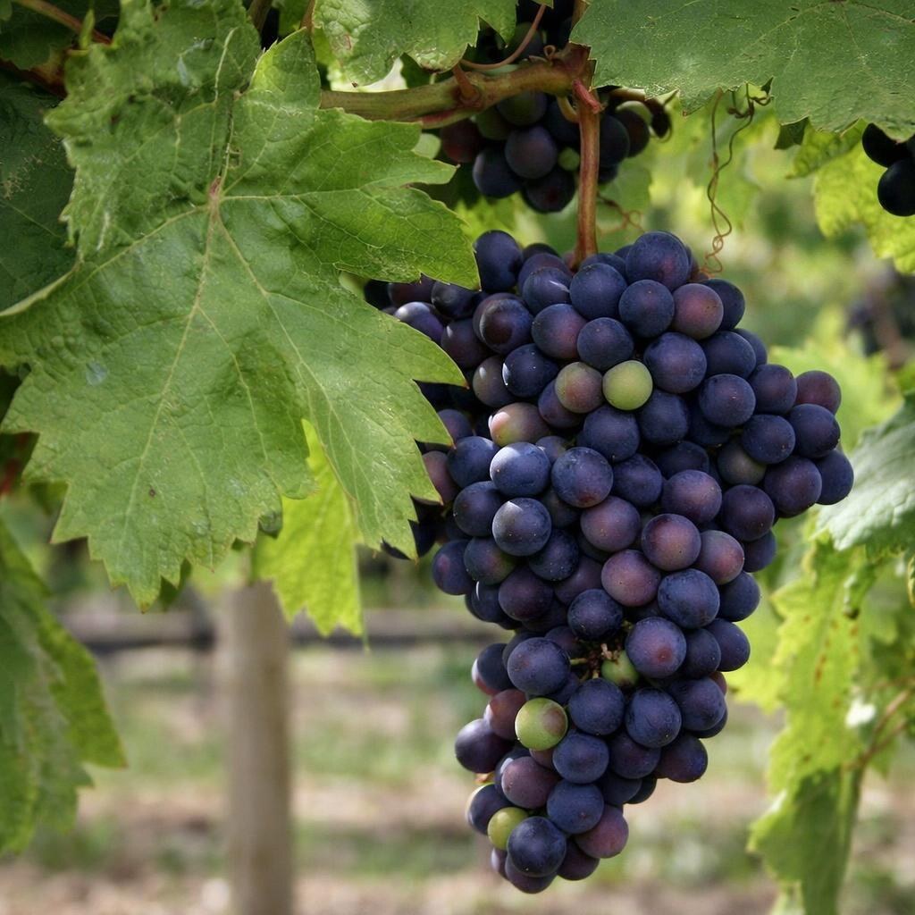 Photo of a bunch of grapes