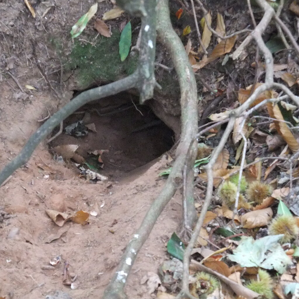 Photo of a burrow