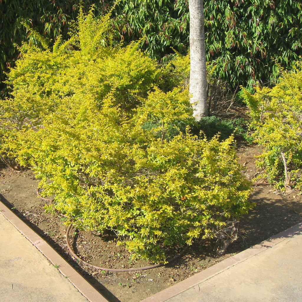Photo of some bushes