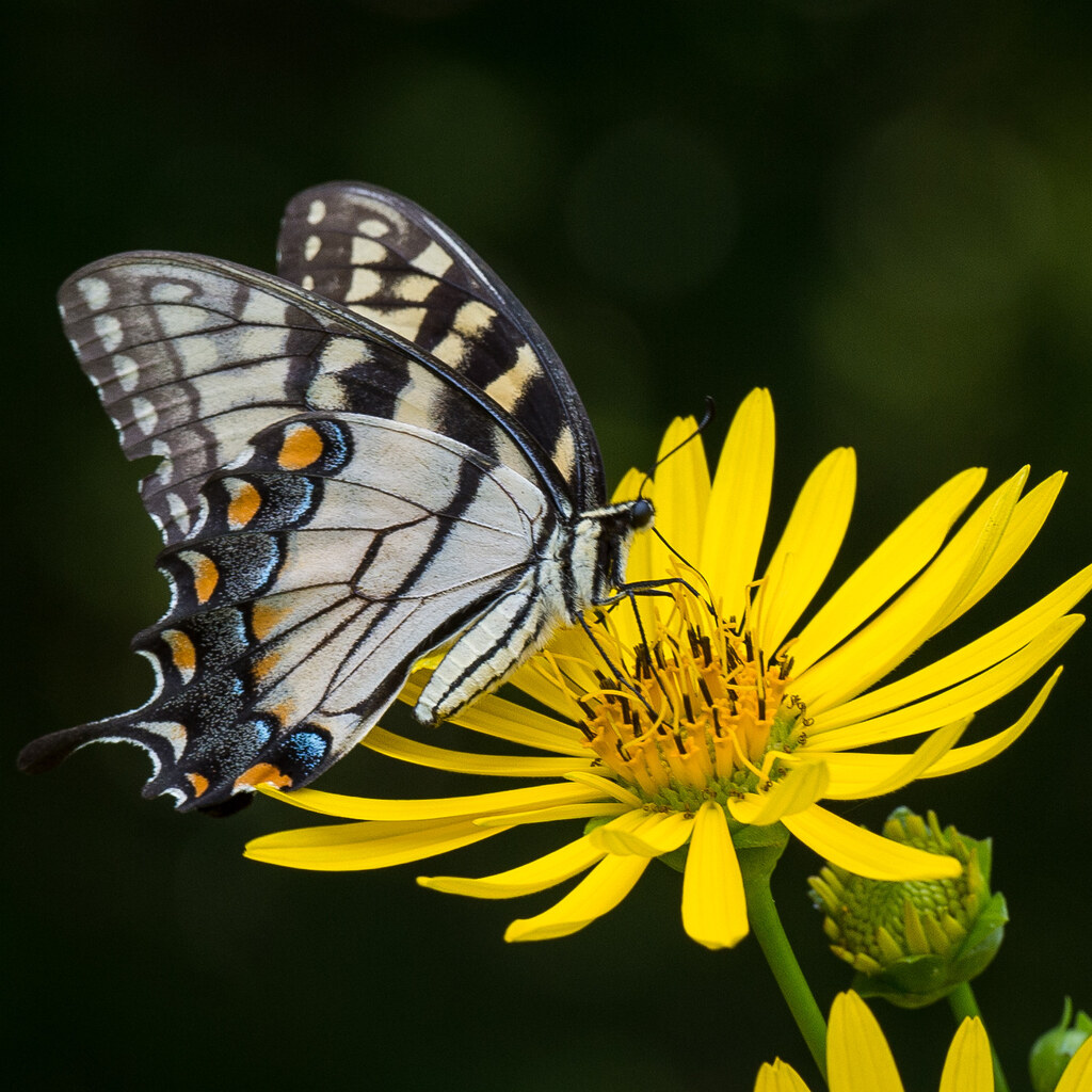 Photo of a black and white butterfly