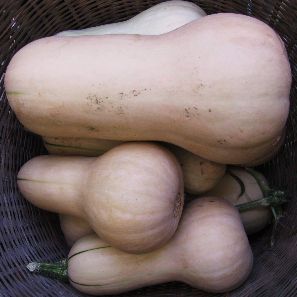 Photo of butternut squashes