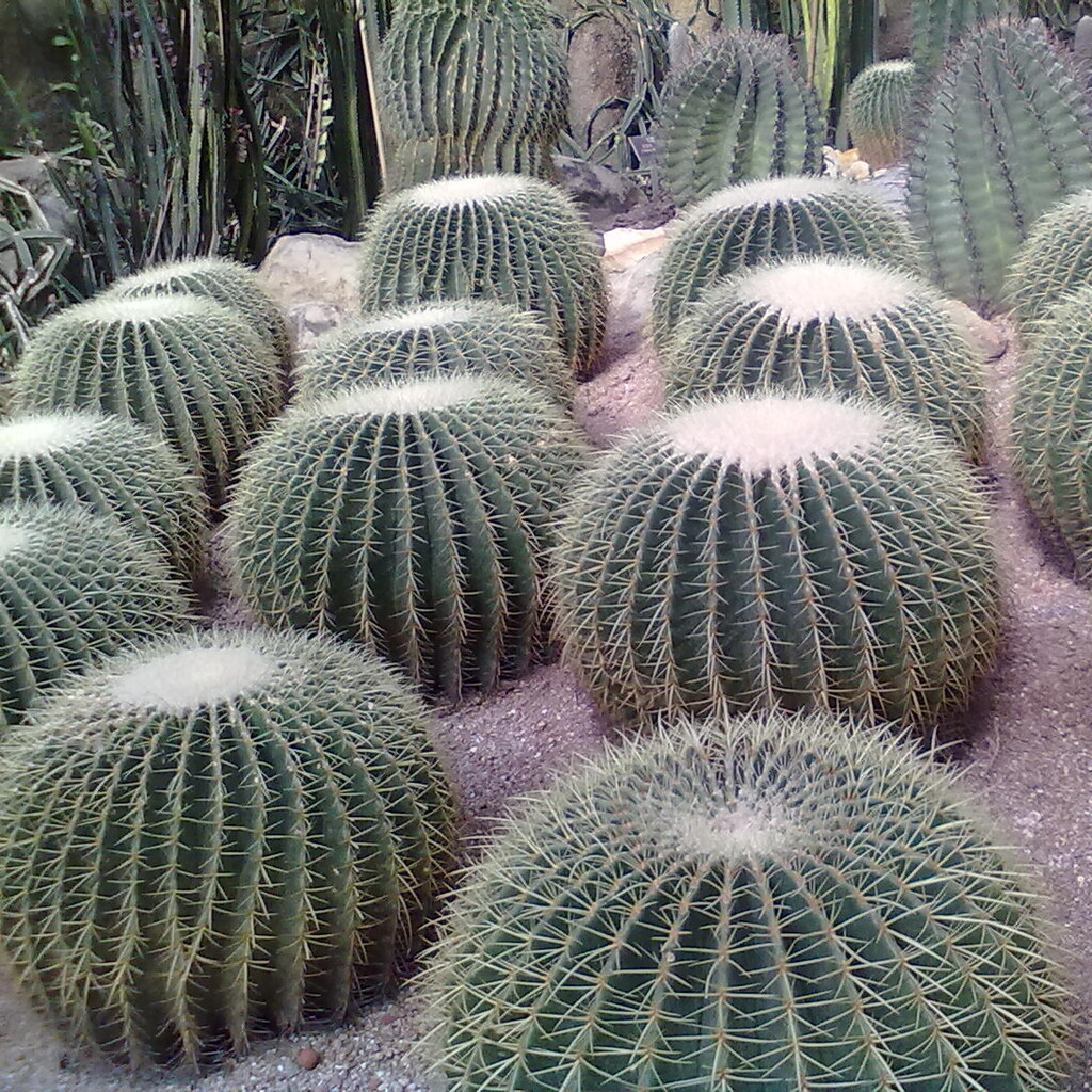 Photo of cacti