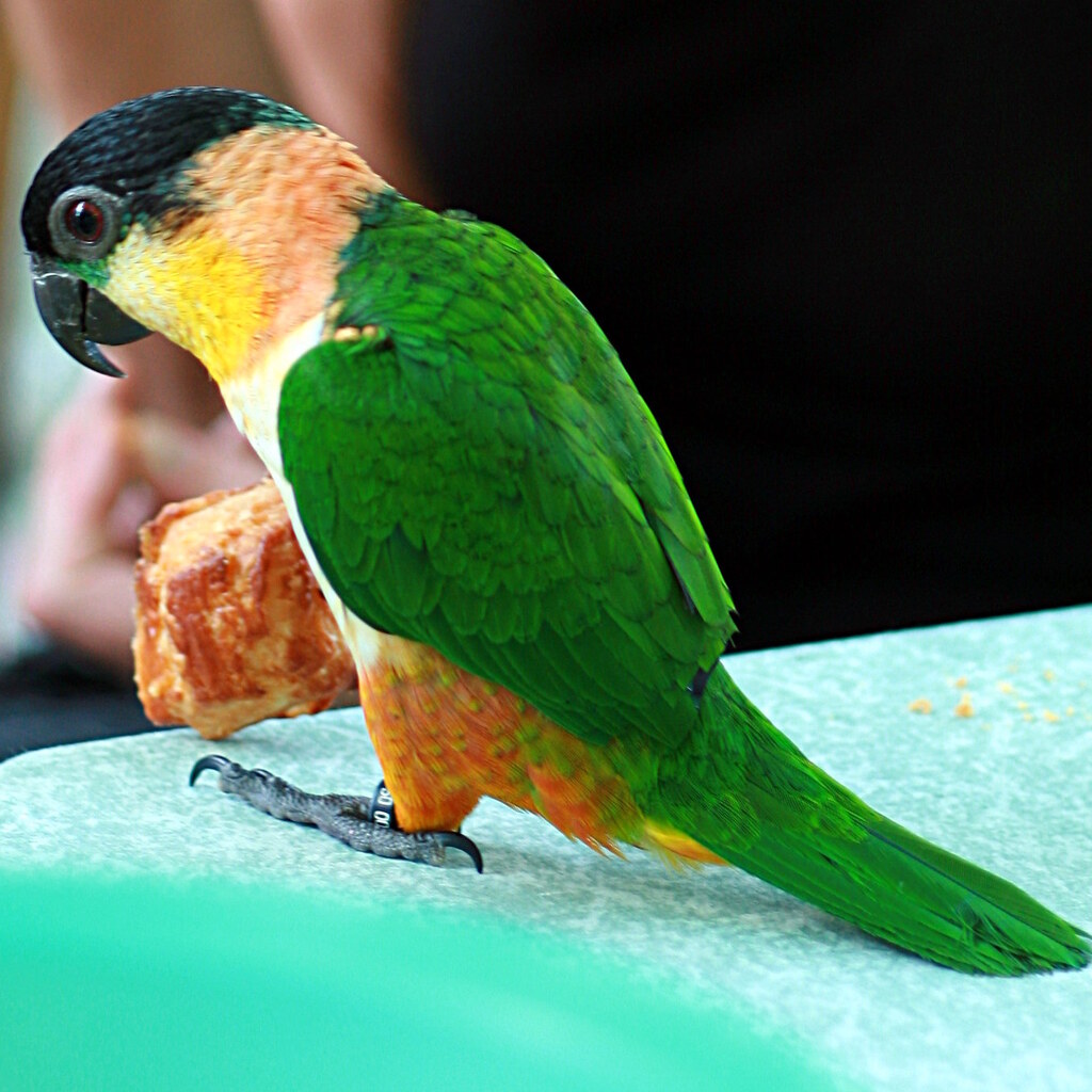 Photo of a caique