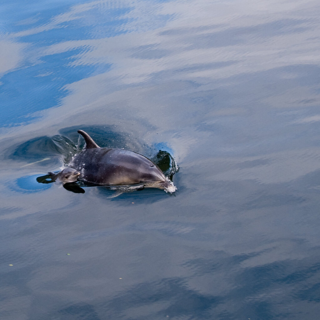 Photo of a baby dolphin
