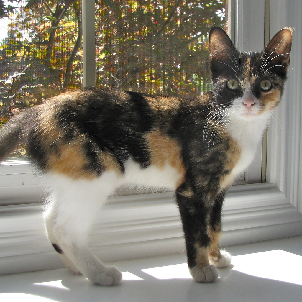 Photo of a calico cat