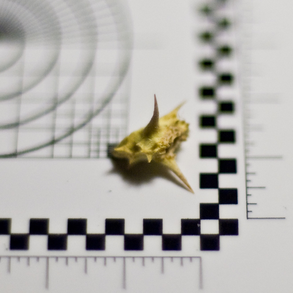 Photo of a caltrop seed head