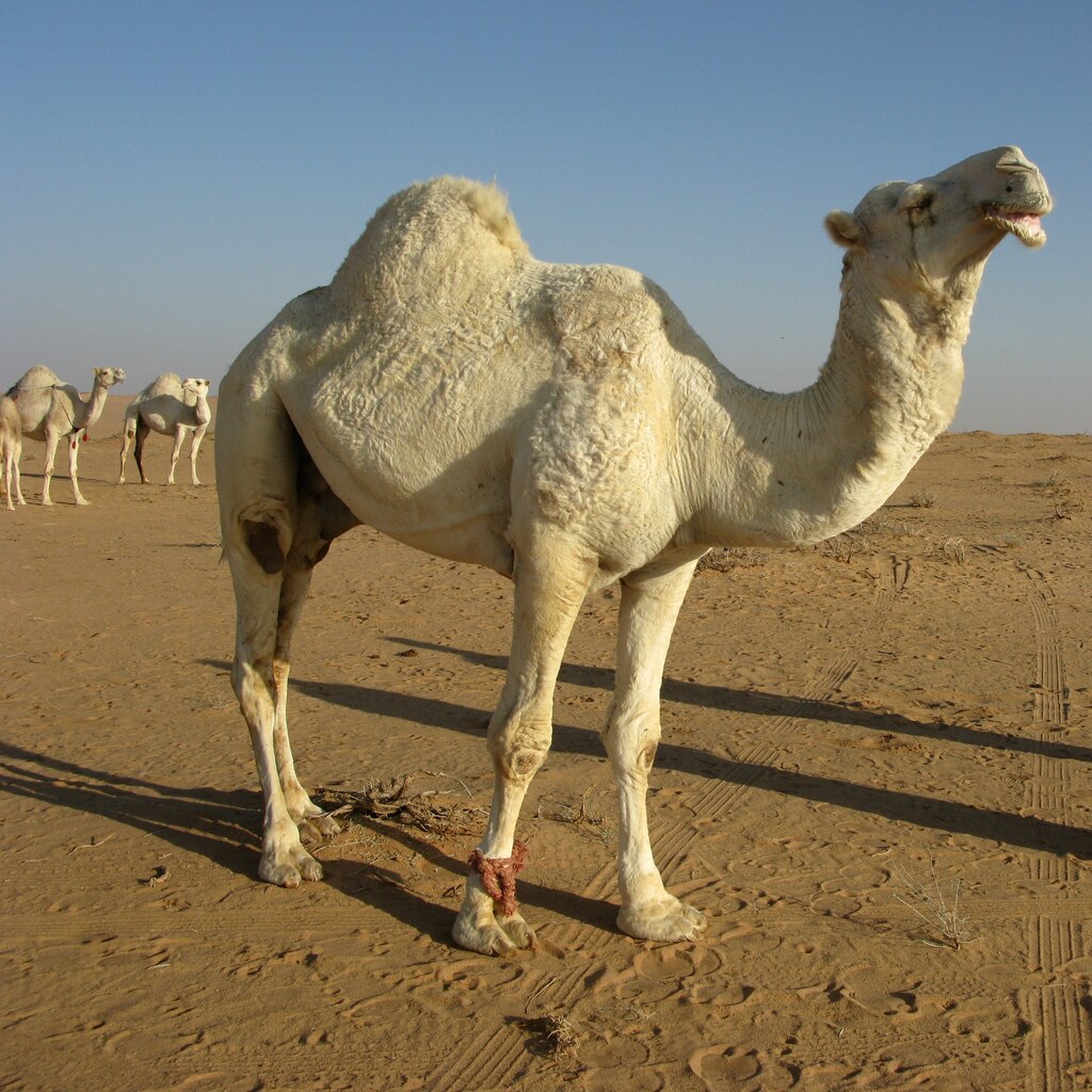 Photo of two camels