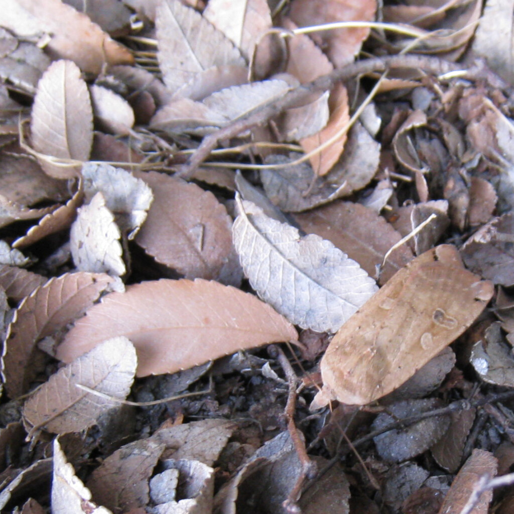 Photo of a camouflaged insect