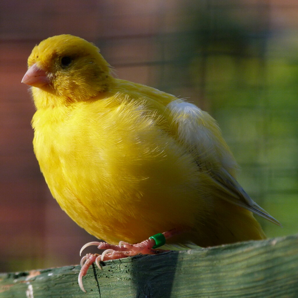 Photo of a canary