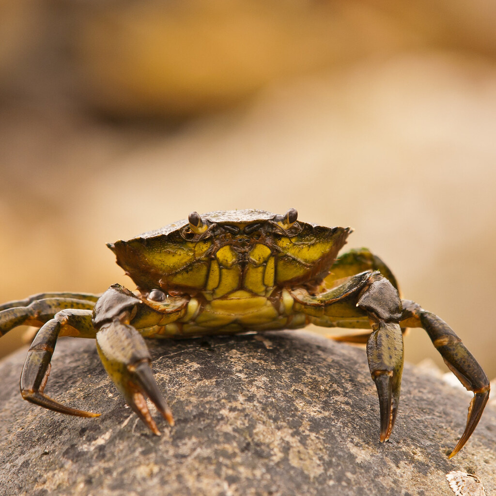 Photo of a crab