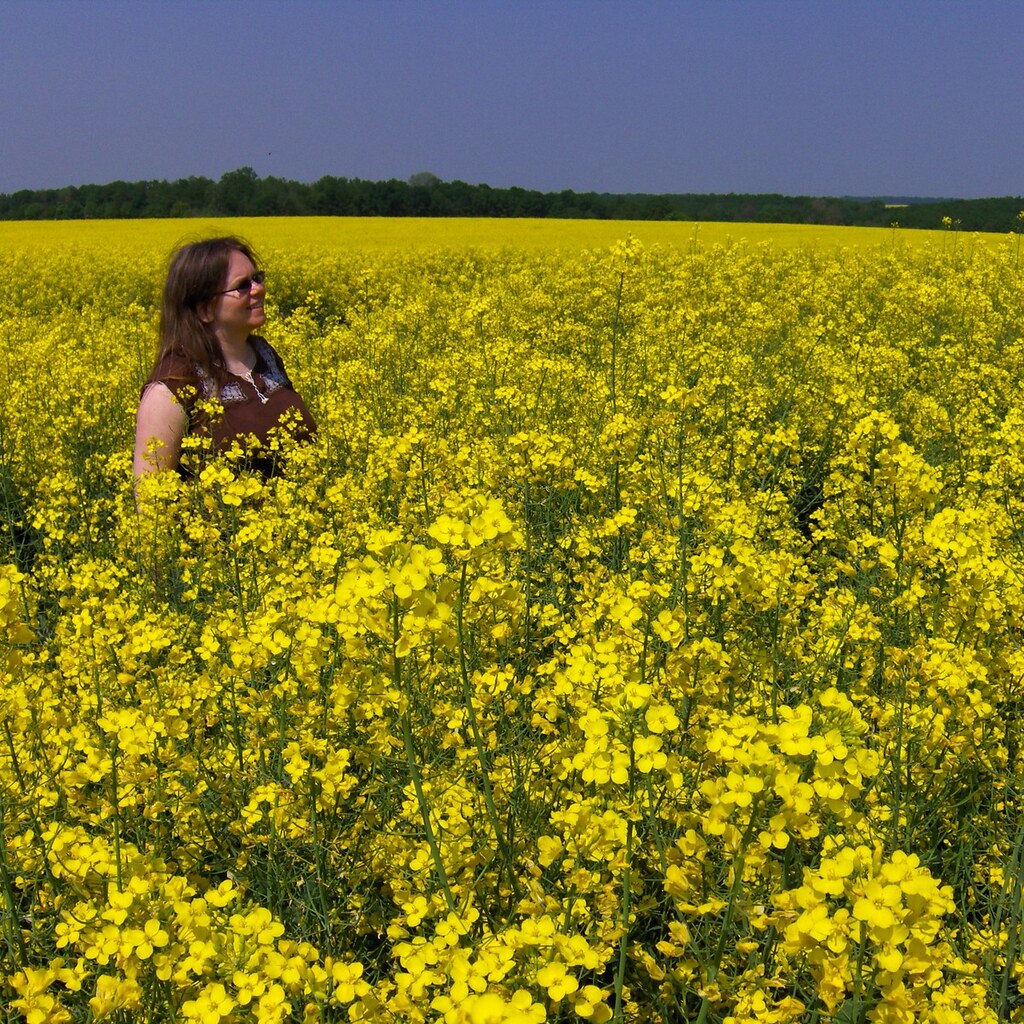 Photo of a field of canola