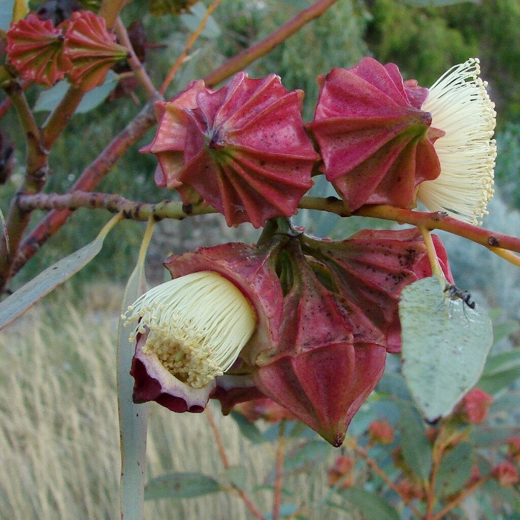 Photo of a capped gum flowers