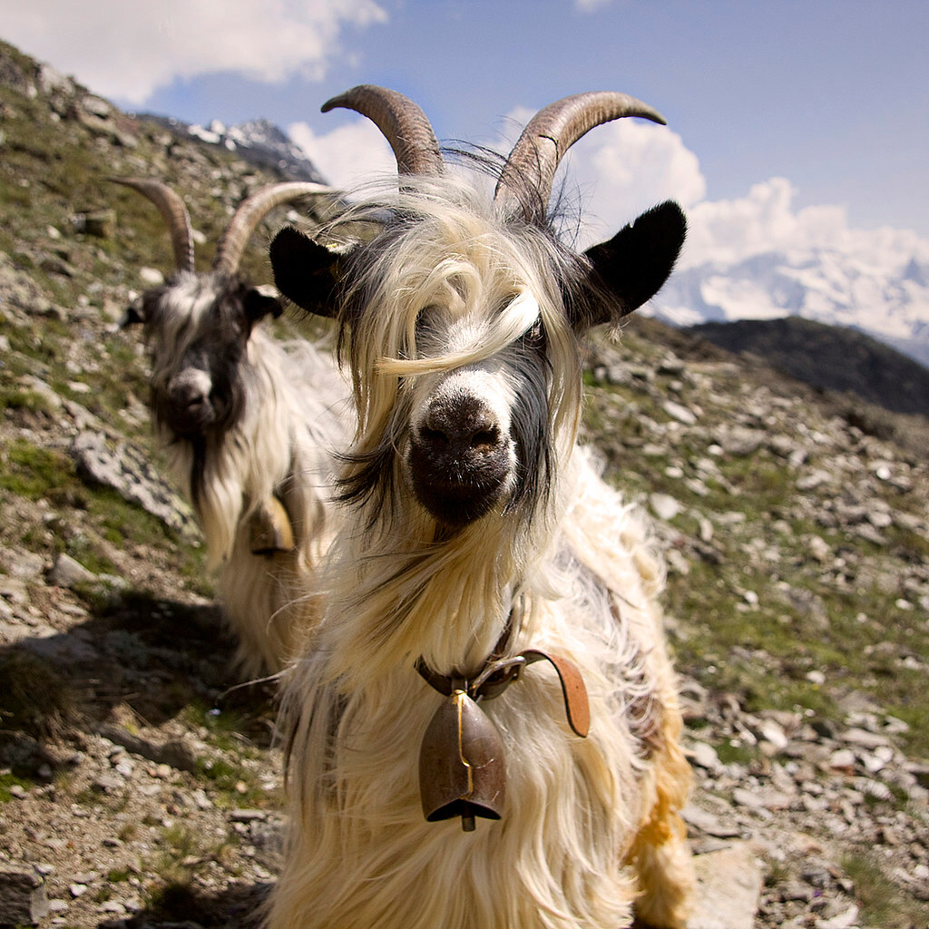 Photo of a goat