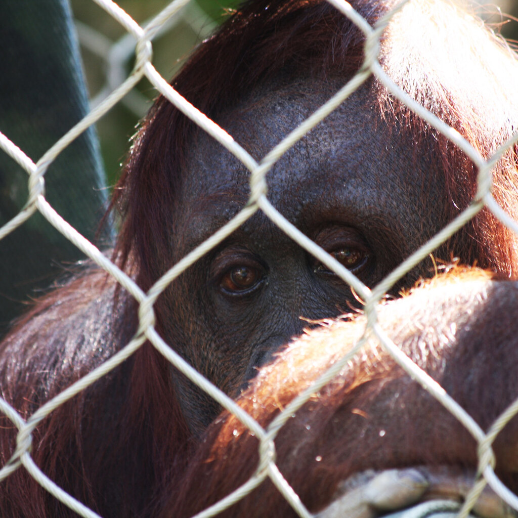 Photo of a captive orangutan