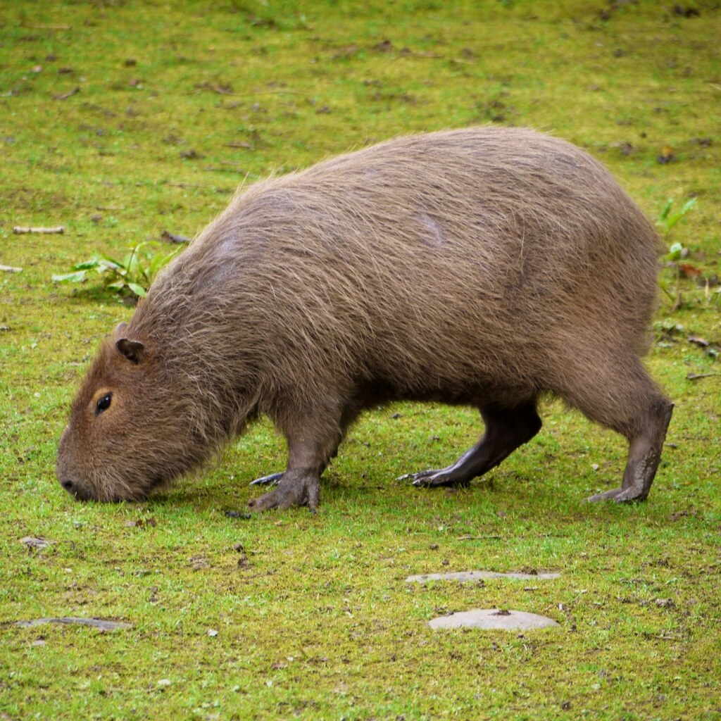 Photo of a capybara
