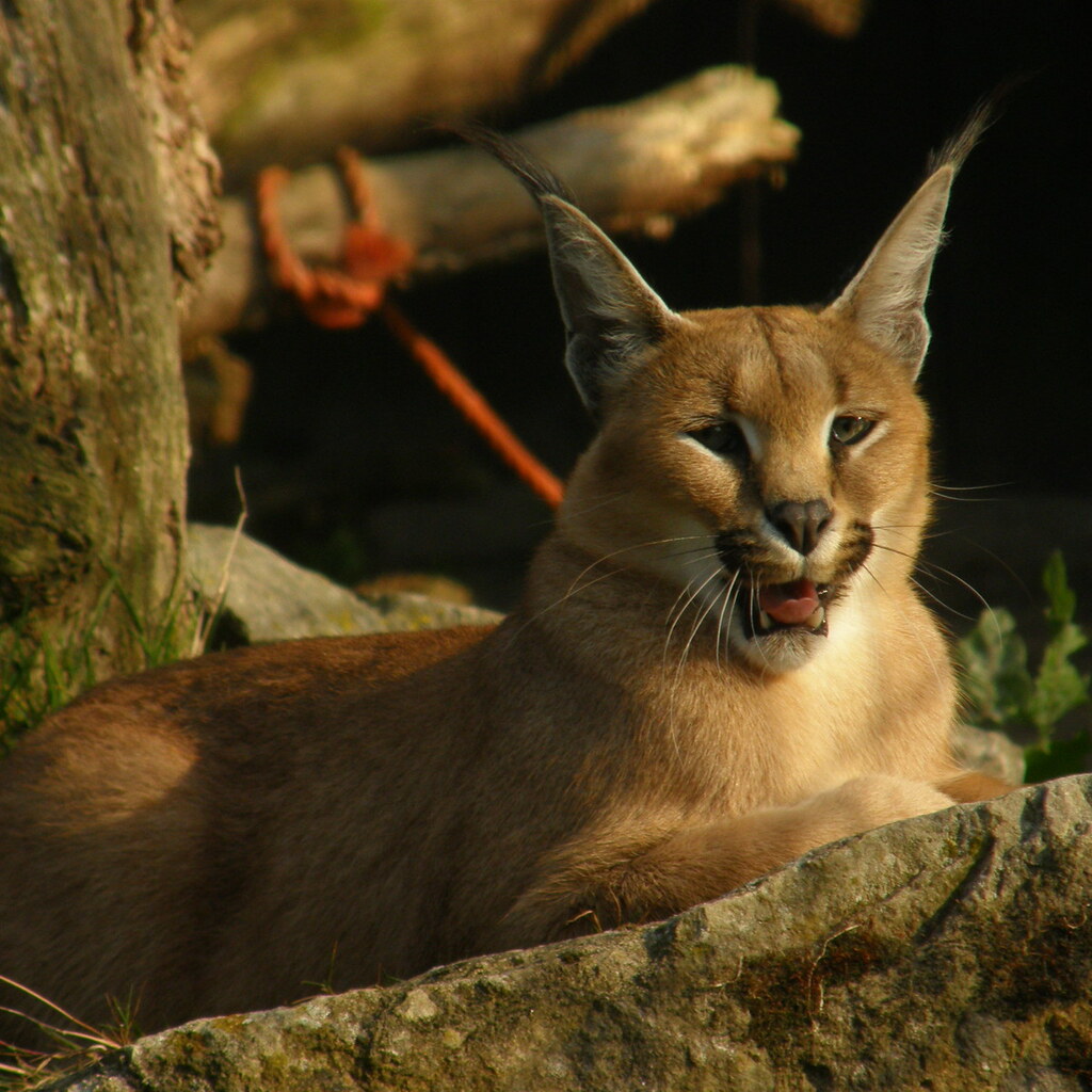 Photo of a caracal