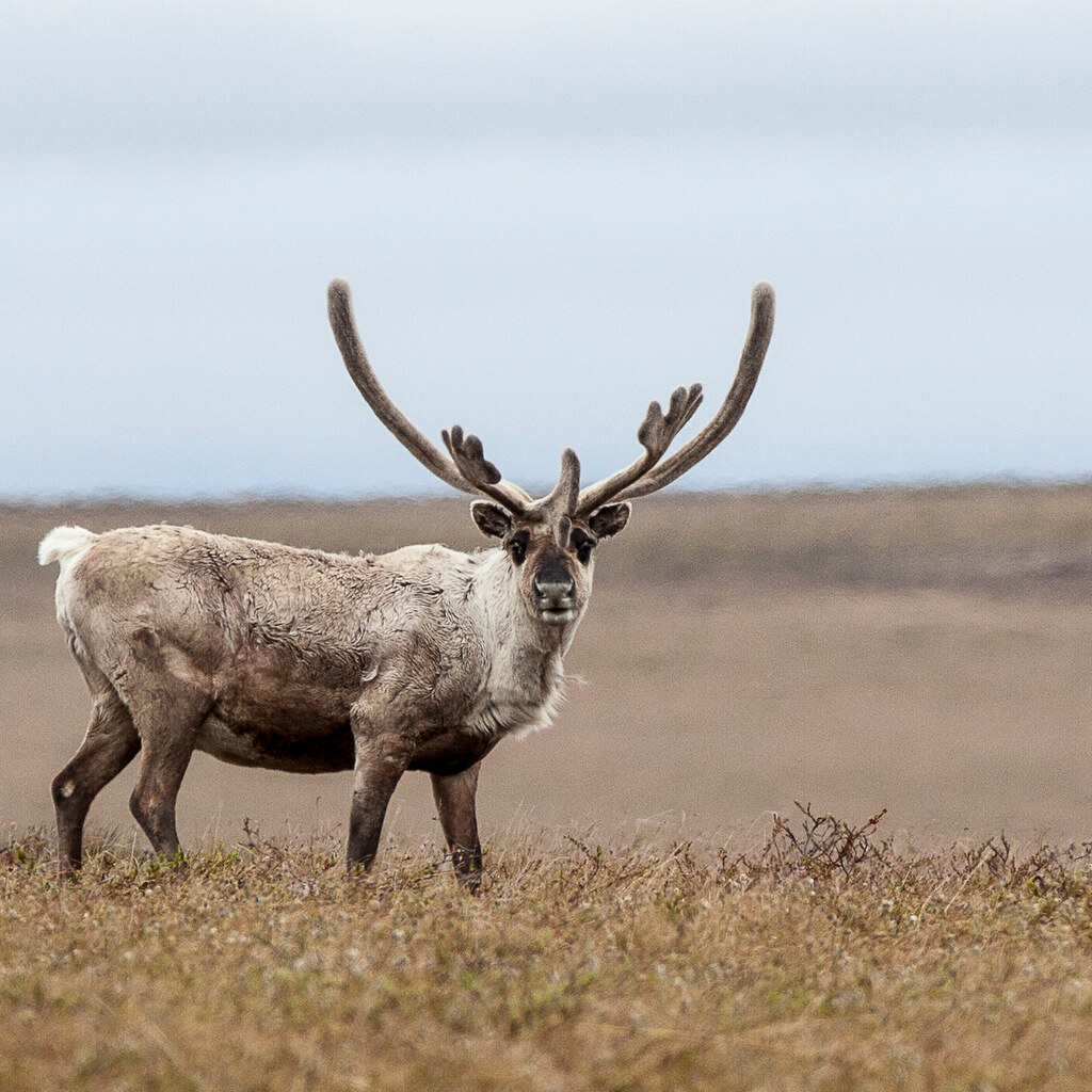 Photo of a caribou