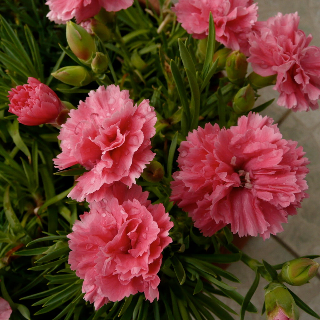 Photo of carnation flowers