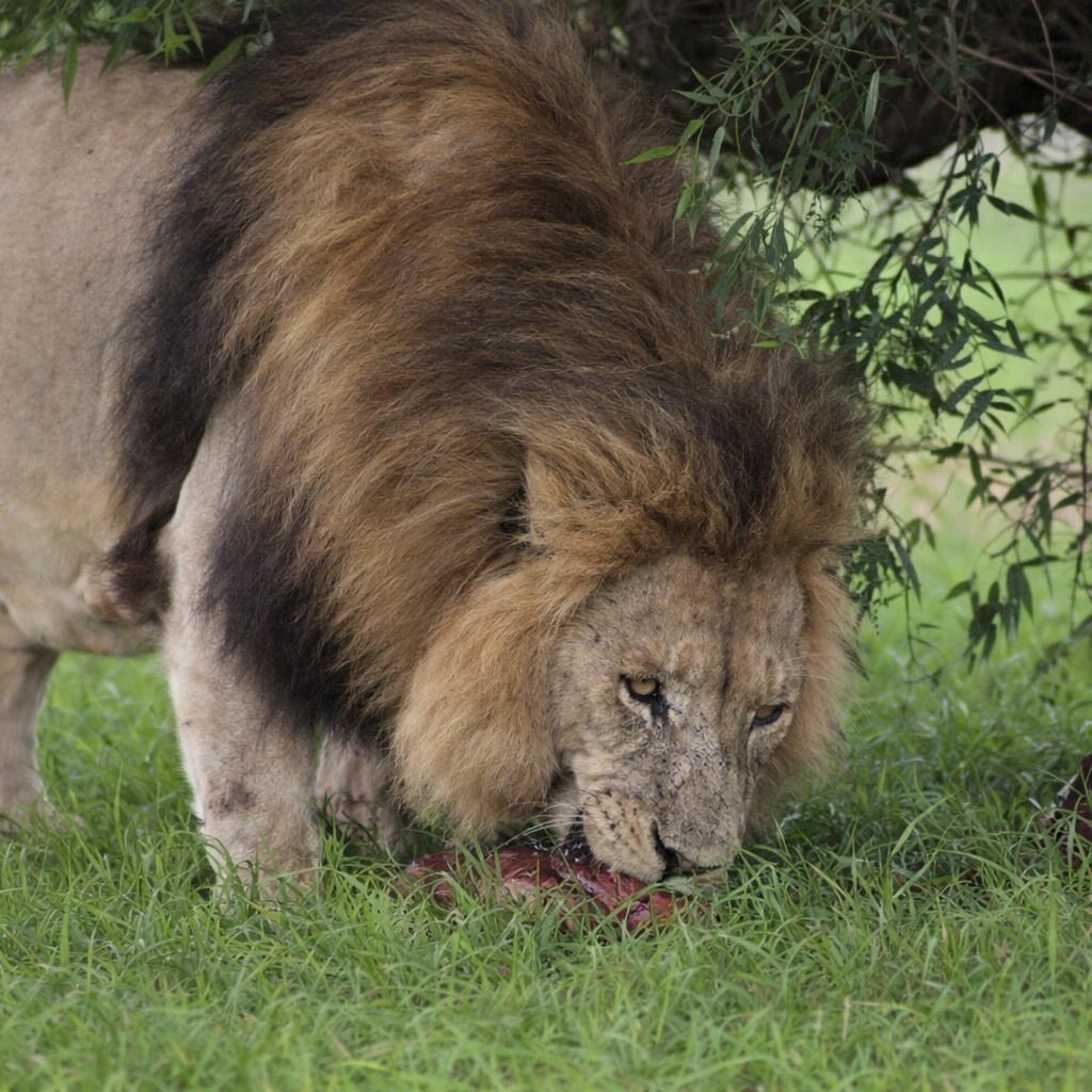 Photo of a lion eating