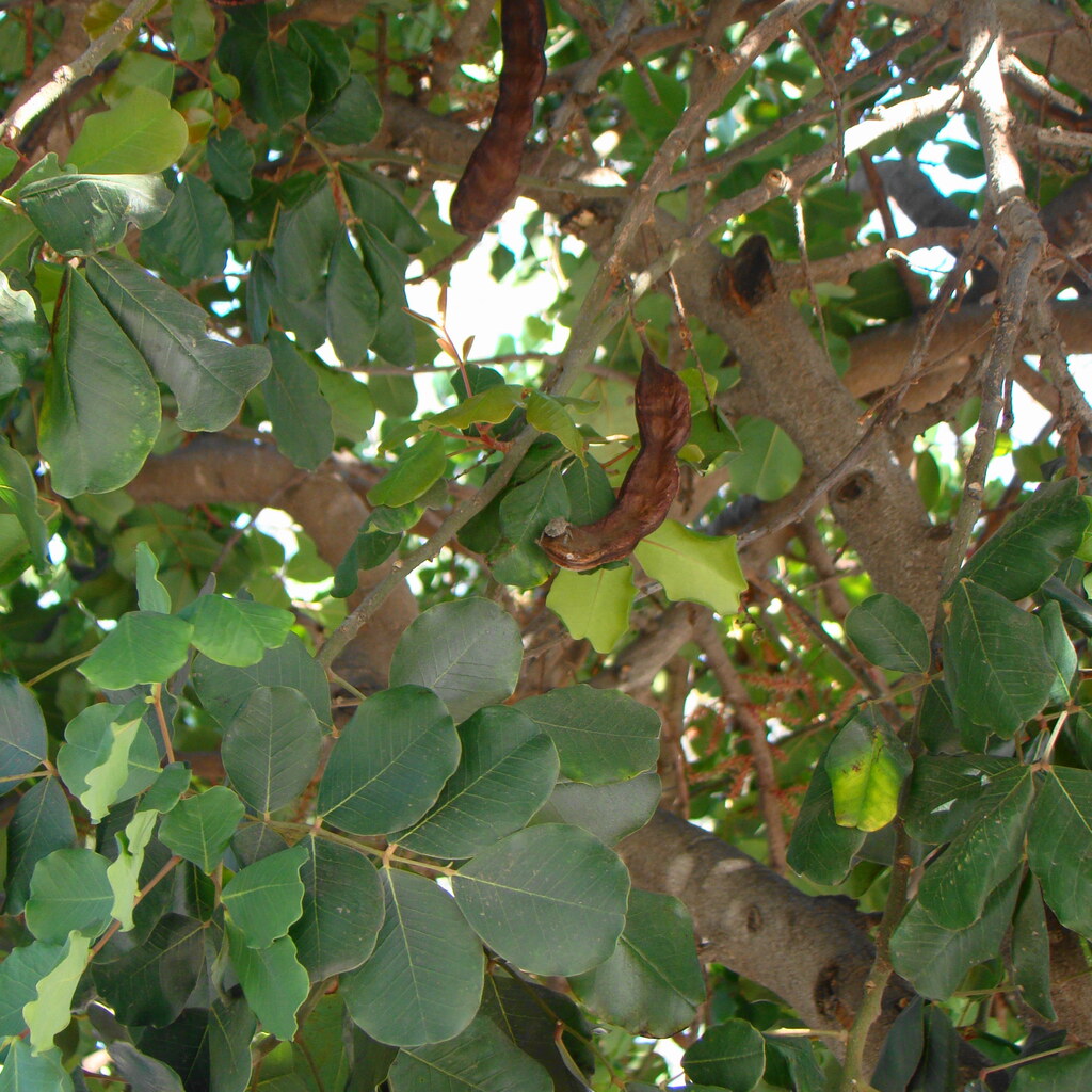 Photo of carob pods