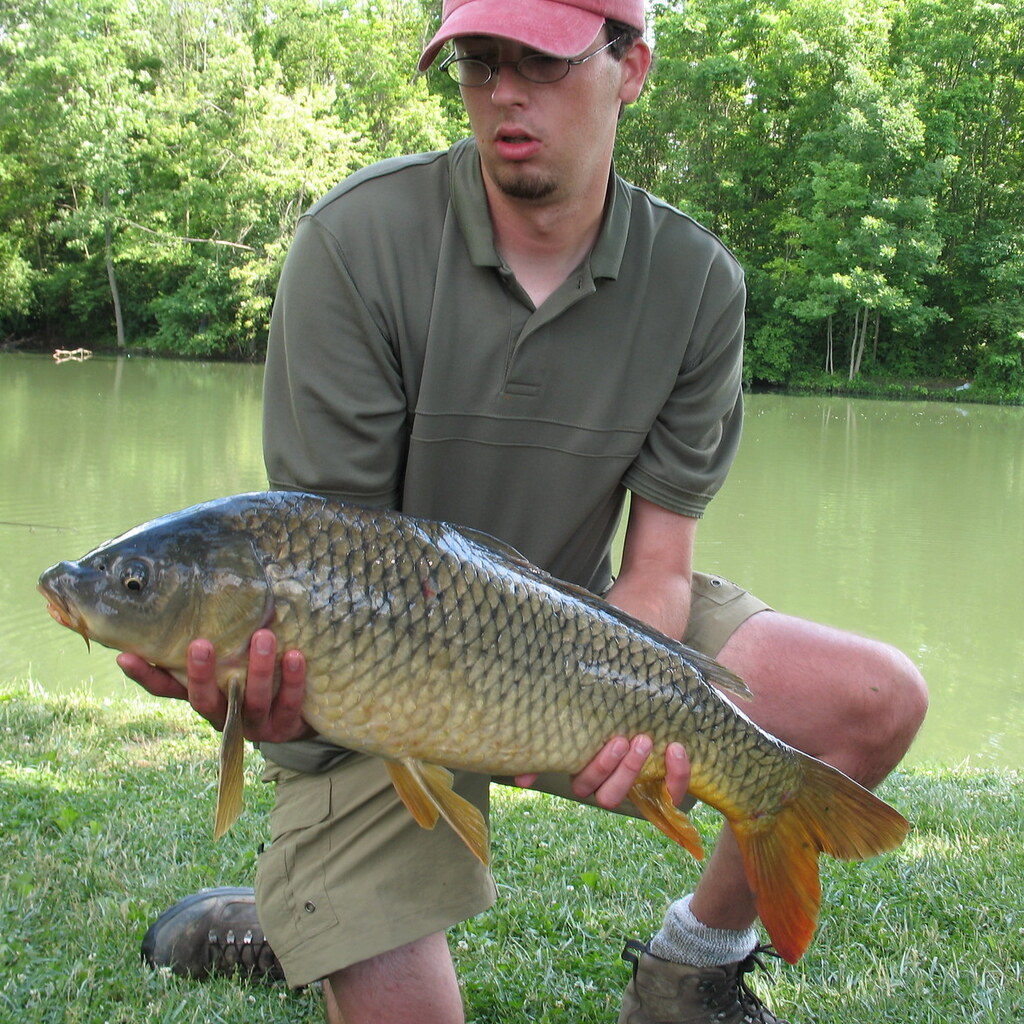 Photo of a carp