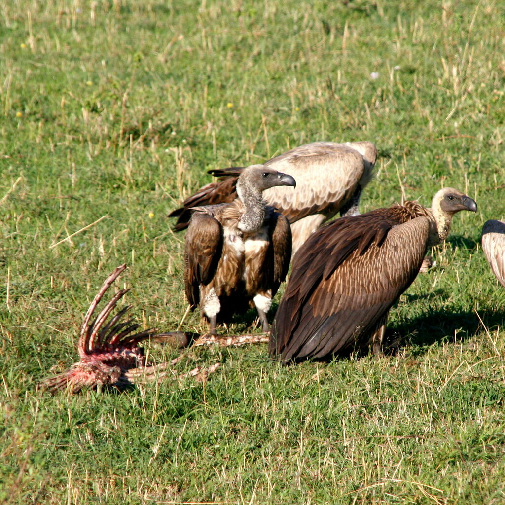 Photo of vultures and carrion