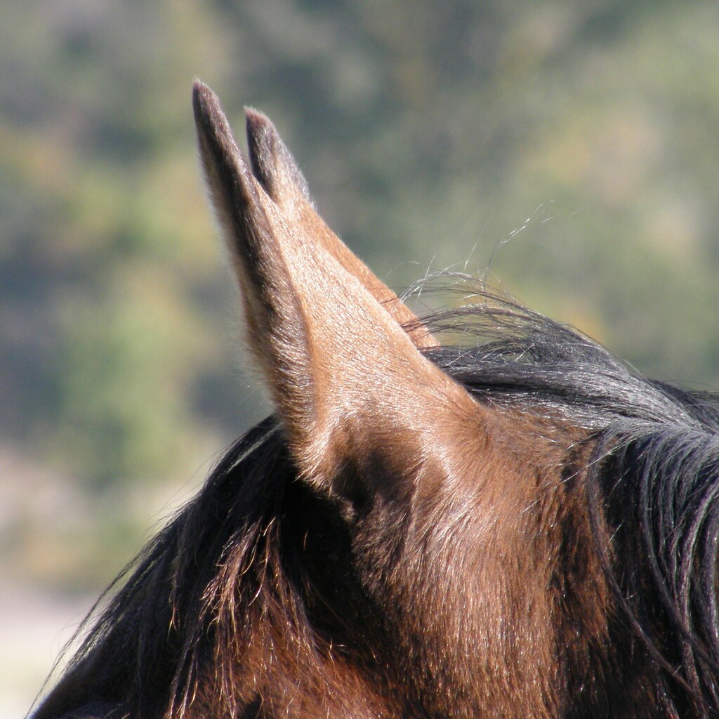 Photo of a horse's ears