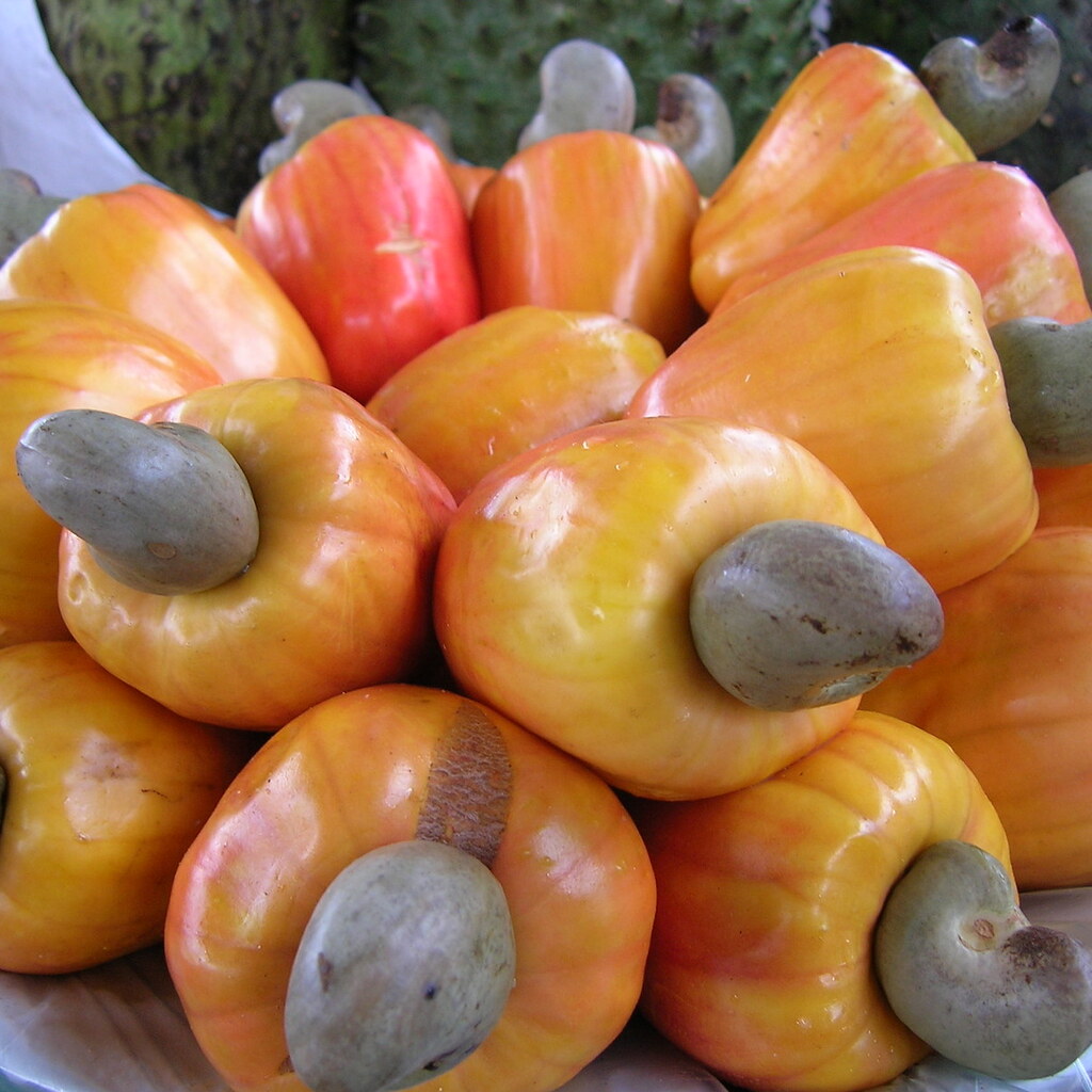 Photo of cashew fruit