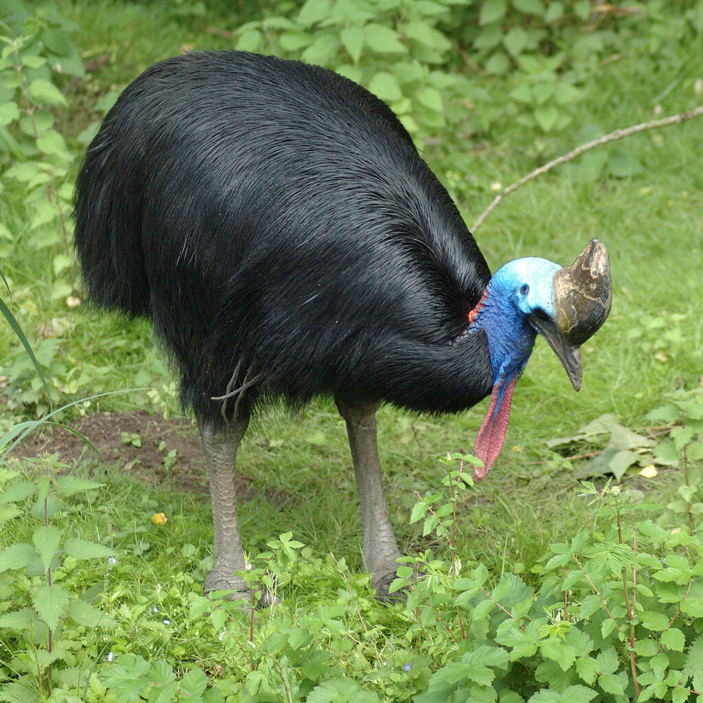 Photo of a cassowary.