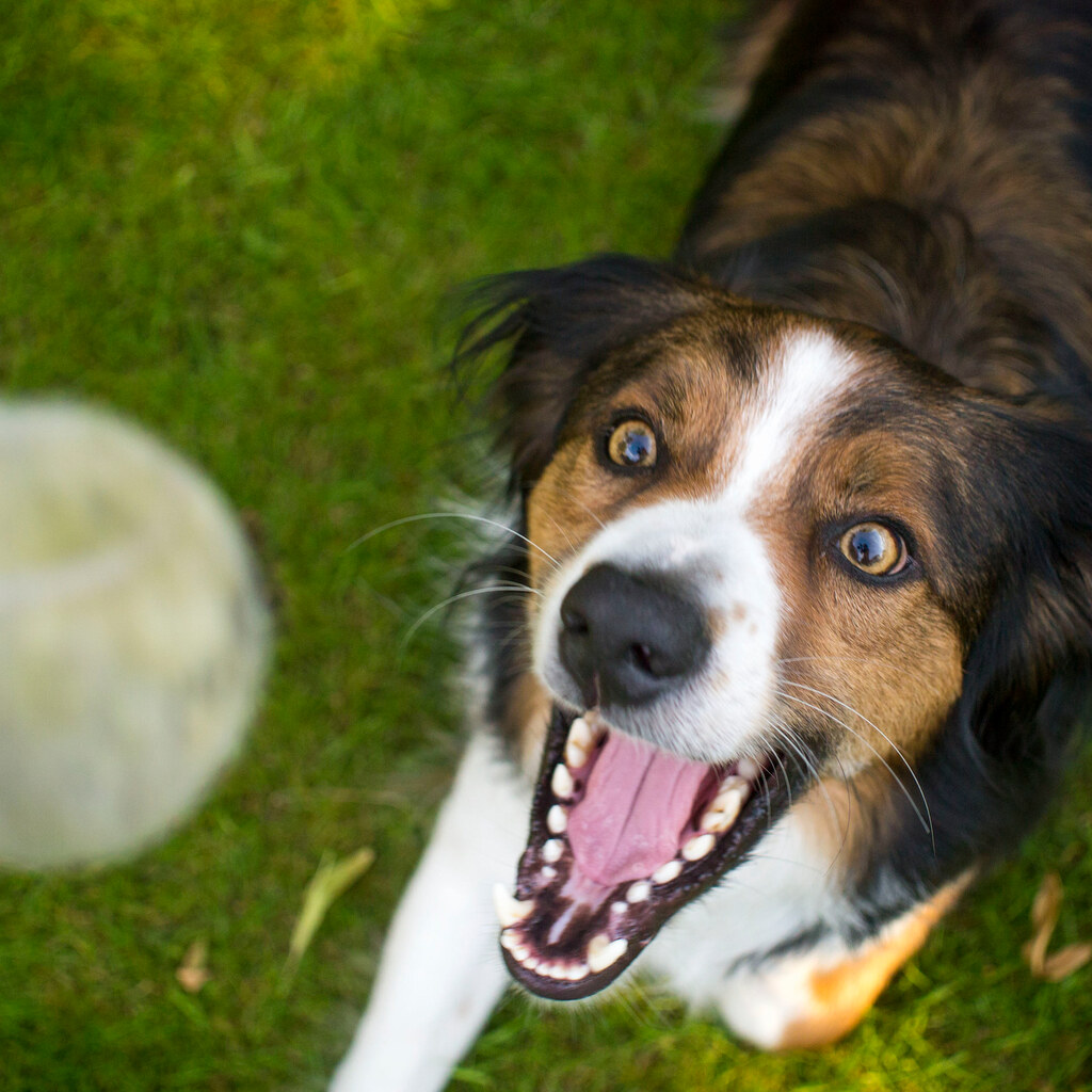 Photo of a dog catching a ball