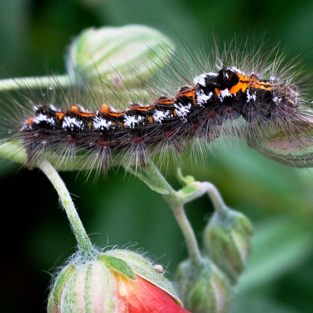Photo of a caterpillar