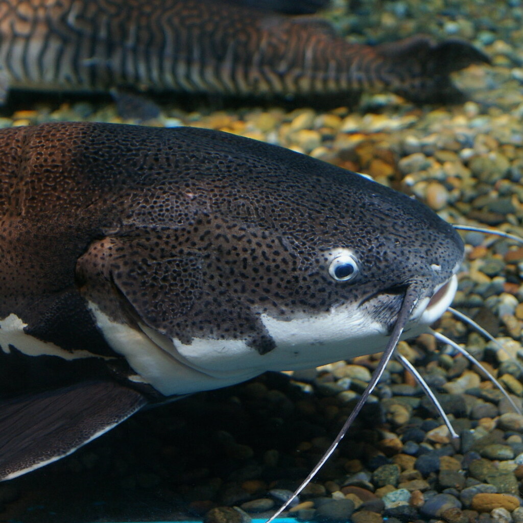 Photo of a catfish